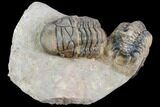 Two Associated Crotalocephalina Trilobites - Foum Zguid, Morocco #125472-1